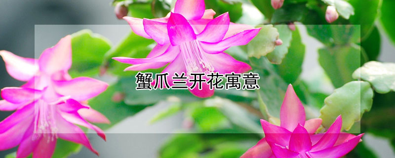 蟹爪蘭開花寓意