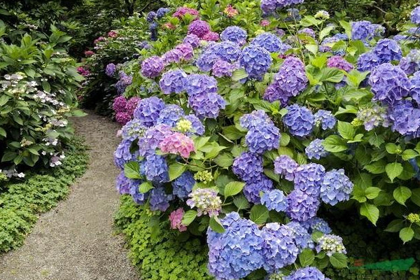 繡球花冬天怎么養要注意什么