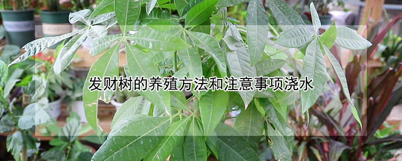 發財樹的養殖方法和注意事項澆水