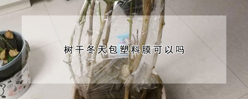 樹干冬天包塑料膜可以嗎