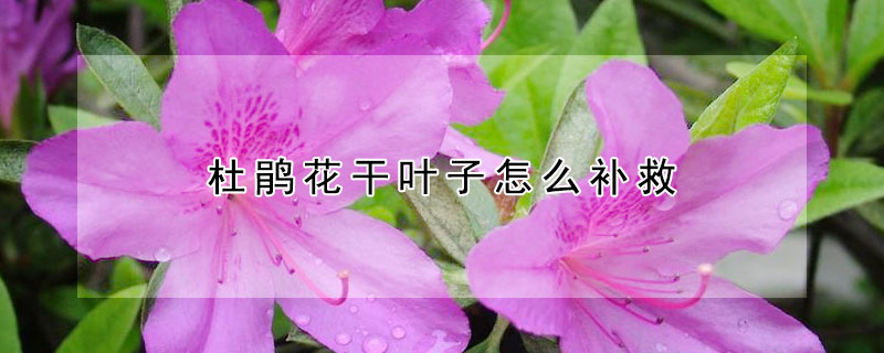 杜鵑花干葉子怎么補救