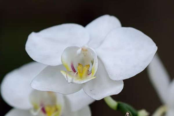 白蝴蝶蘭的花語(yǔ)和寓意