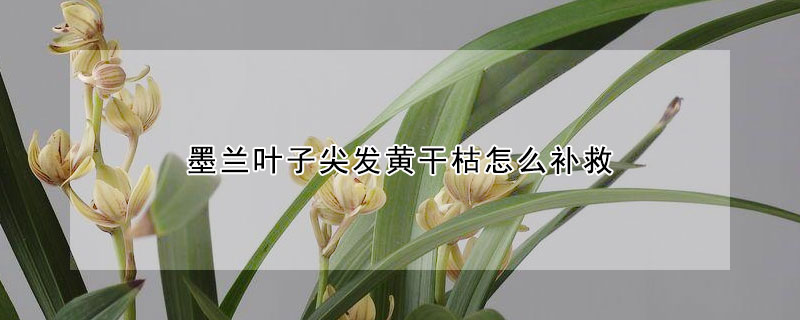 墨蘭葉子尖發黃干枯怎么補救