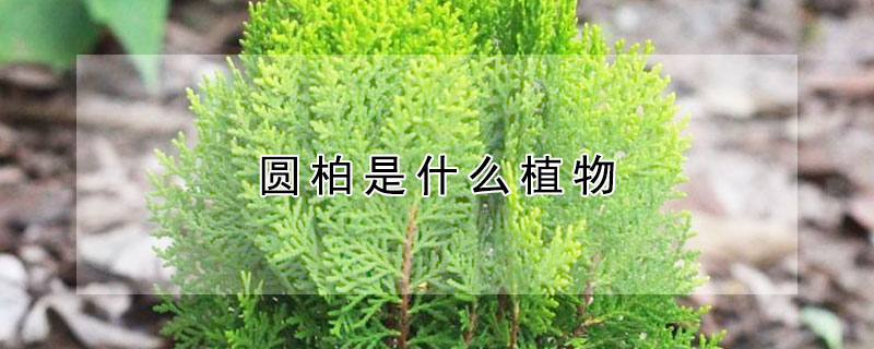 圓柏是什么植物