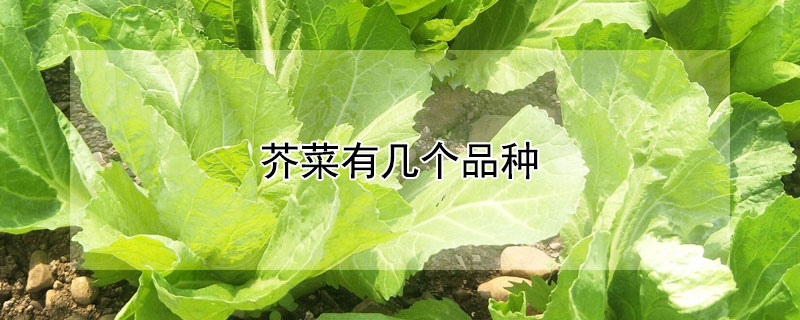 芥菜有幾個(gè)品種