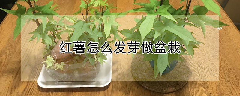 紅薯怎么發芽做盆栽