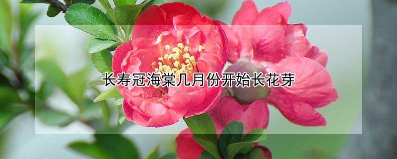 長壽冠海棠幾月份開始長花芽