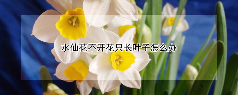 水仙花不開花只長葉子怎么辦