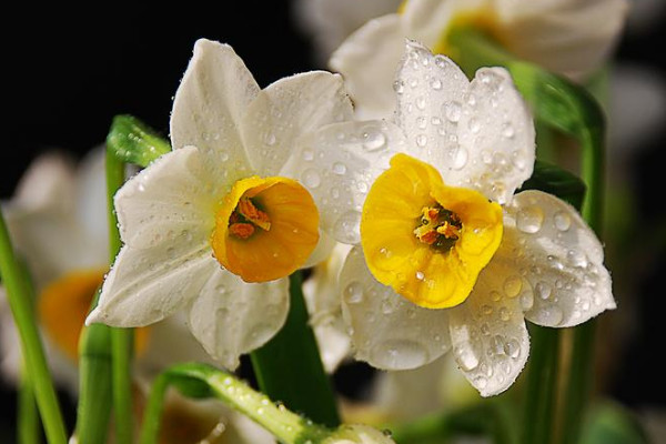 水仙花不開花只長葉子怎么辦