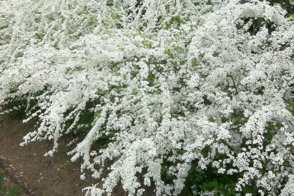 雪柳花怎么水養(yǎng)