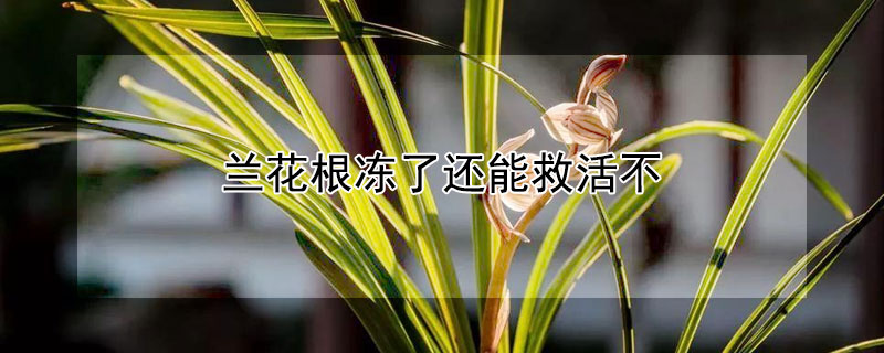 蘭花根凍了還能救活不