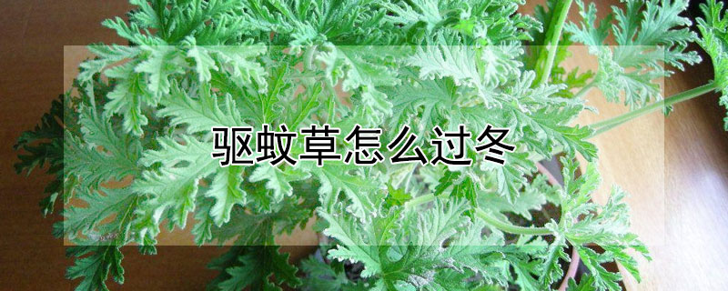 驅蚊草怎么過冬