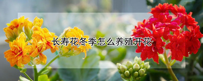 長(zhǎng)壽花冬季怎么養(yǎng)殖開花