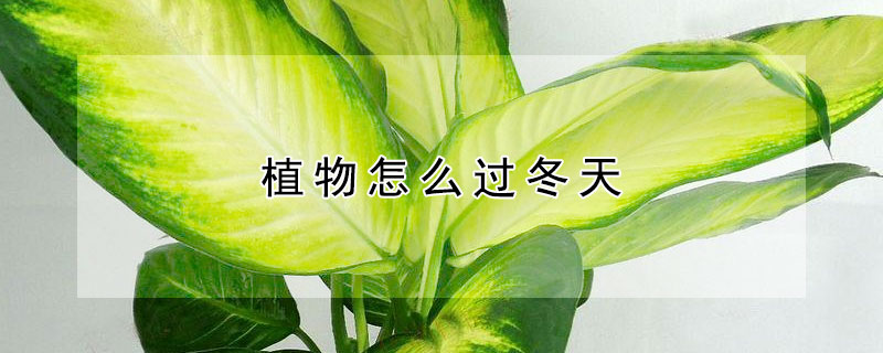 植物怎么過冬天