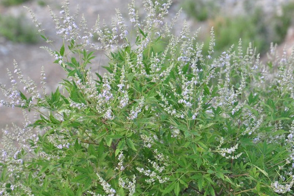 荊草一般生長在什么地方