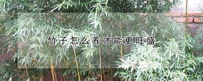 竹子怎么養(yǎng)才能更旺盛