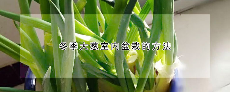 冬季大蔥室內(nèi)盆栽的方法