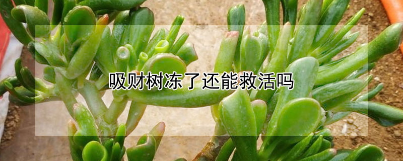 吸財(cái)樹(shù)凍了還能救活嗎