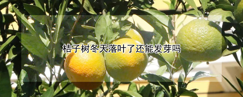 桔子樹冬天落葉了還能發芽嗎