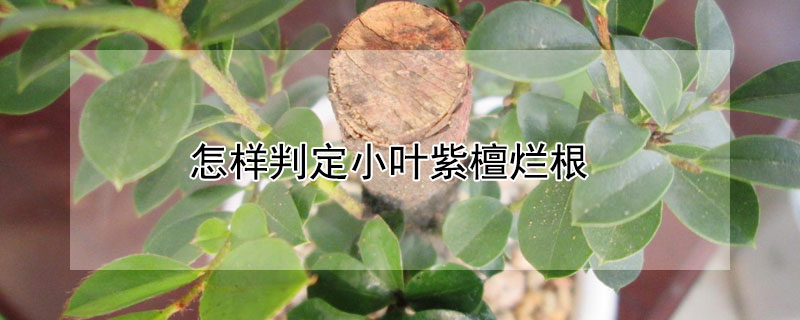 怎樣判定小葉紫檀爛根