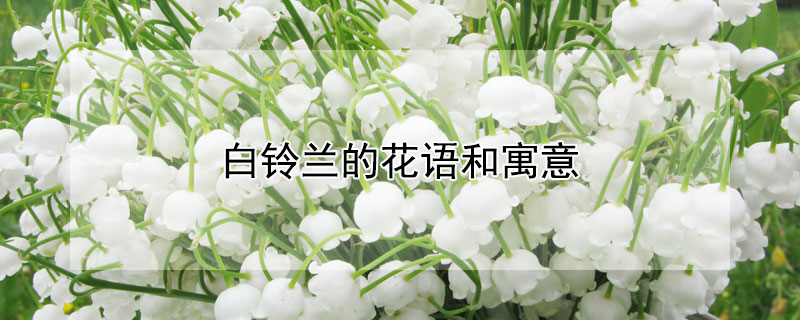 白鈴蘭的花語和寓意