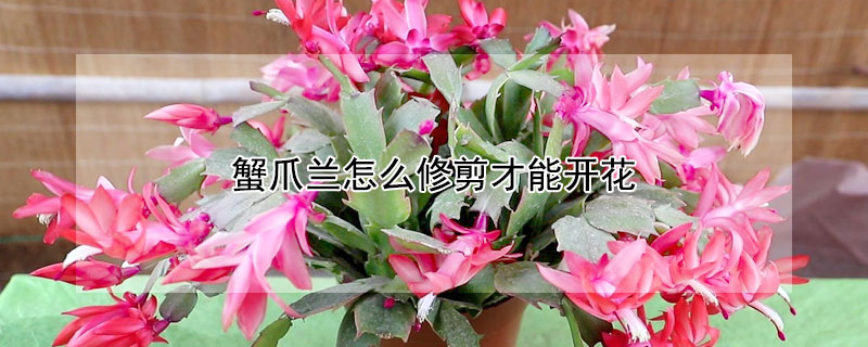 蟹爪蘭怎么修剪才能開花