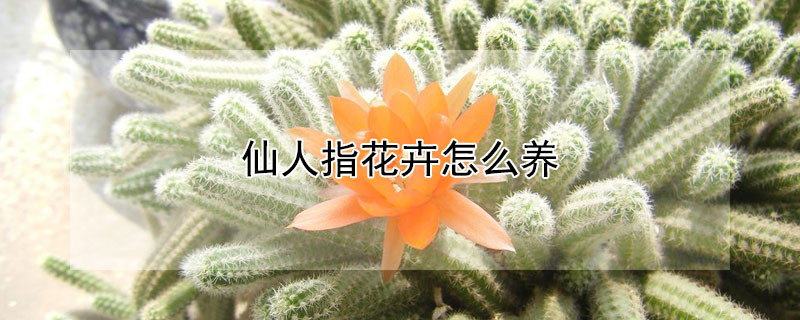 仙人指花卉怎么養