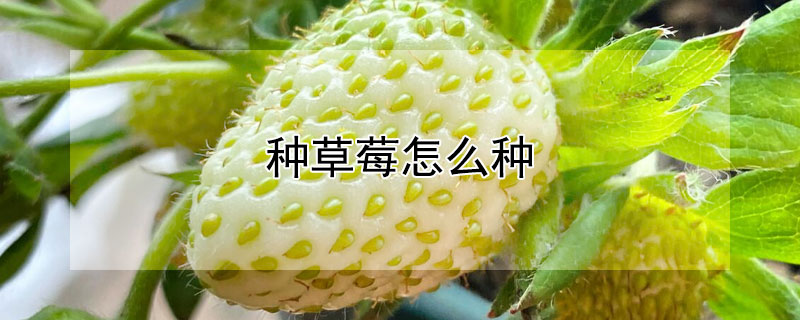 種草莓怎么種