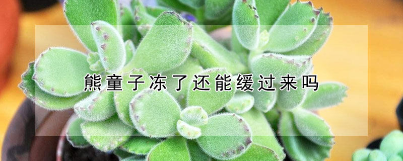 熊童子凍了還能緩過來嗎