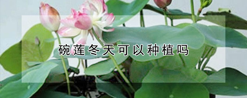 碗蓮冬天可以種植嗎