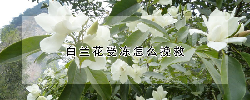 白蘭花受凍怎么挽救