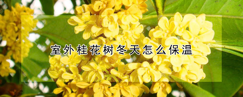 室外桂花樹(shù)冬天怎么保溫