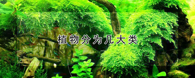 植物分為幾大類