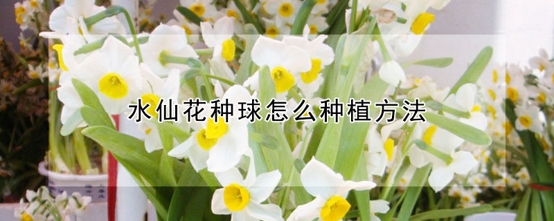 水仙花種球怎么種植方法