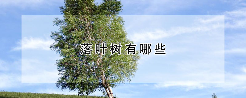 落葉樹有哪些