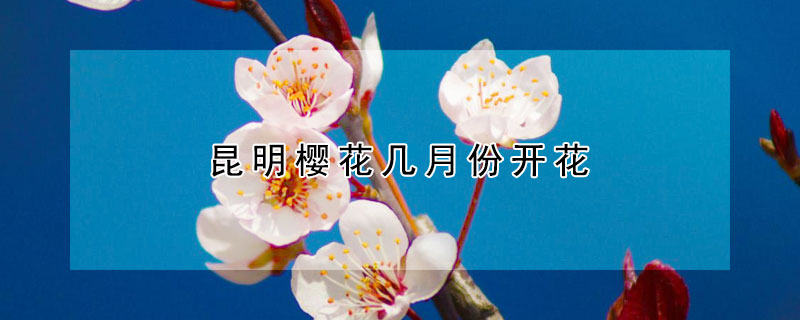 昆明櫻花幾月份開(kāi)花