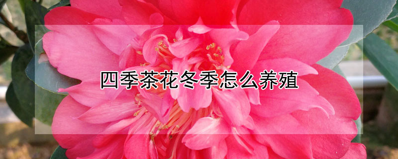 四季茶花冬季怎么養(yǎng)殖