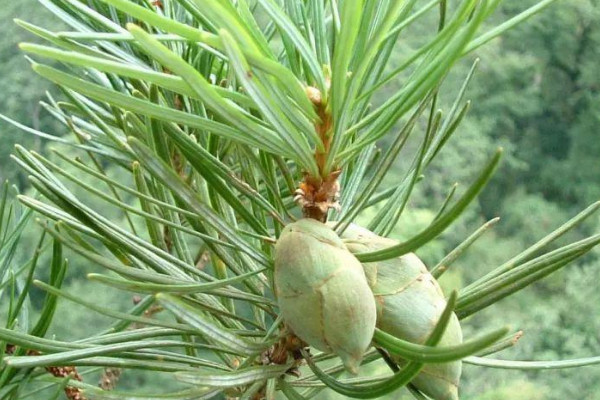 什么是植物中的活化石?