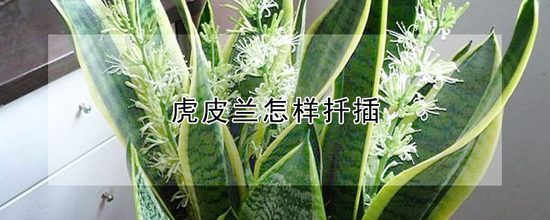 虎皮蘭怎樣扦插