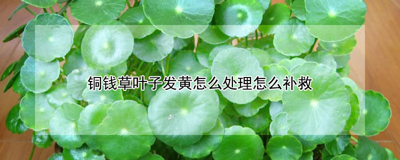 銅錢(qián)草葉子發(fā)黃怎么處理怎么補(bǔ)救