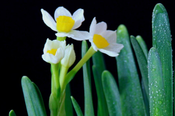 水仙花凍了怎么辦