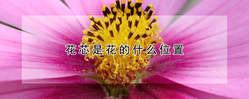 花芯是花的什么位置