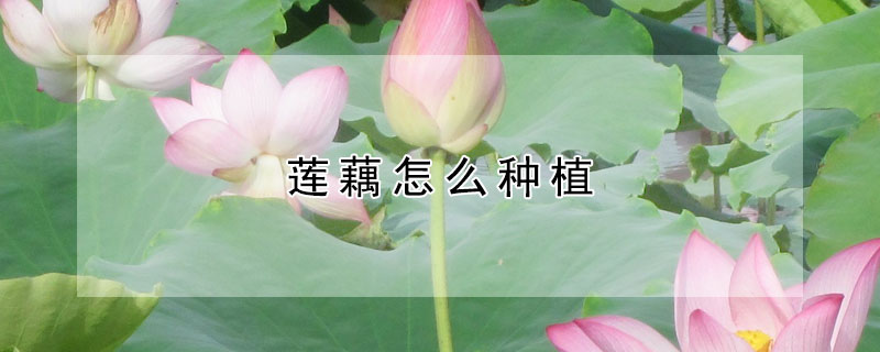 蓮藕怎么種植