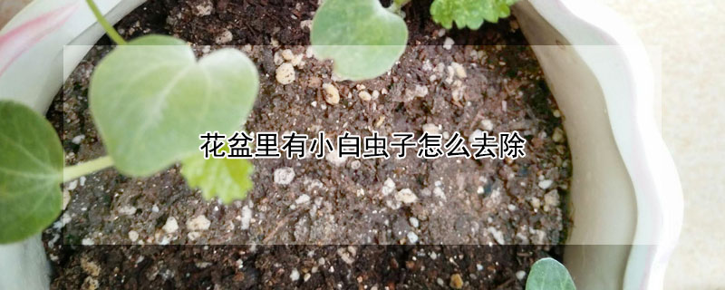 花盆里有小白蟲子怎么去除