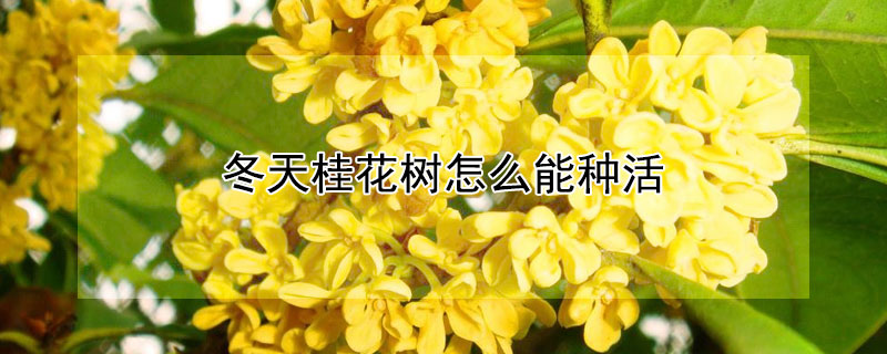 冬天桂花樹怎么能種活