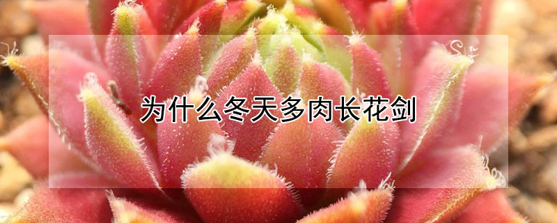 為什么冬天多肉長(zhǎng)花劍