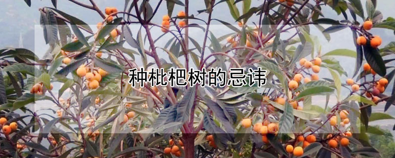 種枇杷樹(shù)的忌諱