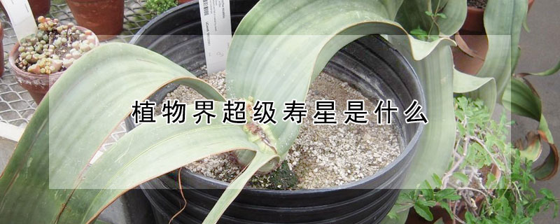 植物界超級壽星是什么