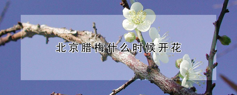 北京臘梅什么時候開花