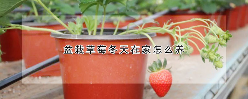 盆栽草莓冬天在家怎么養(yǎng)